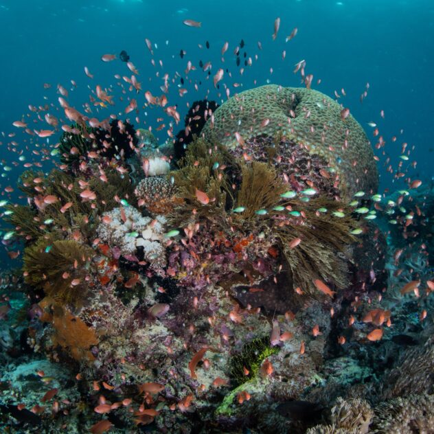 Indonésie