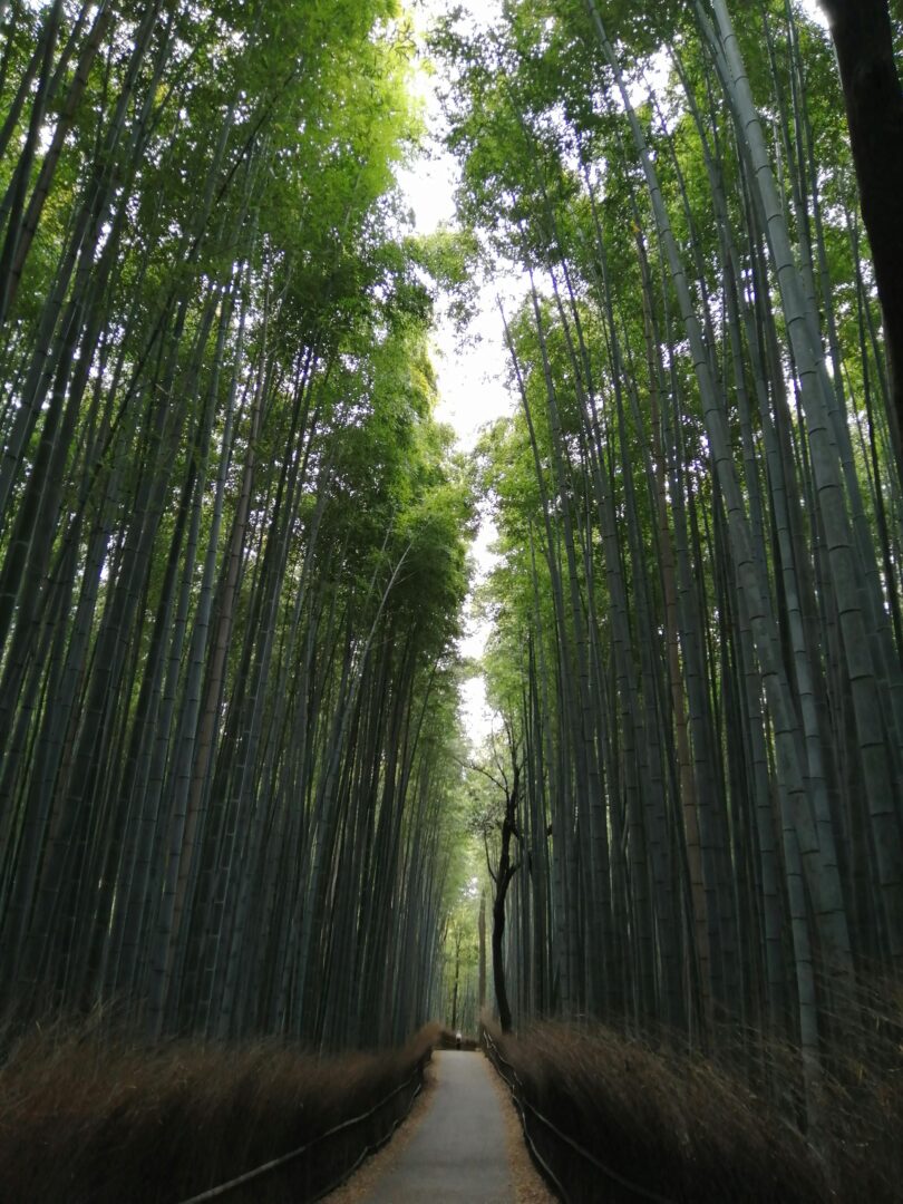Nara - Arashiyama : Histoire et nature aux portes de Kyoto