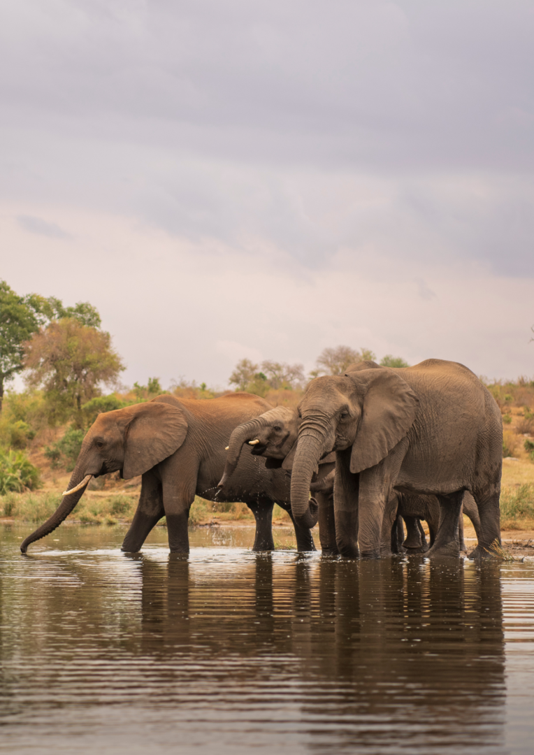 Afrique du Sud