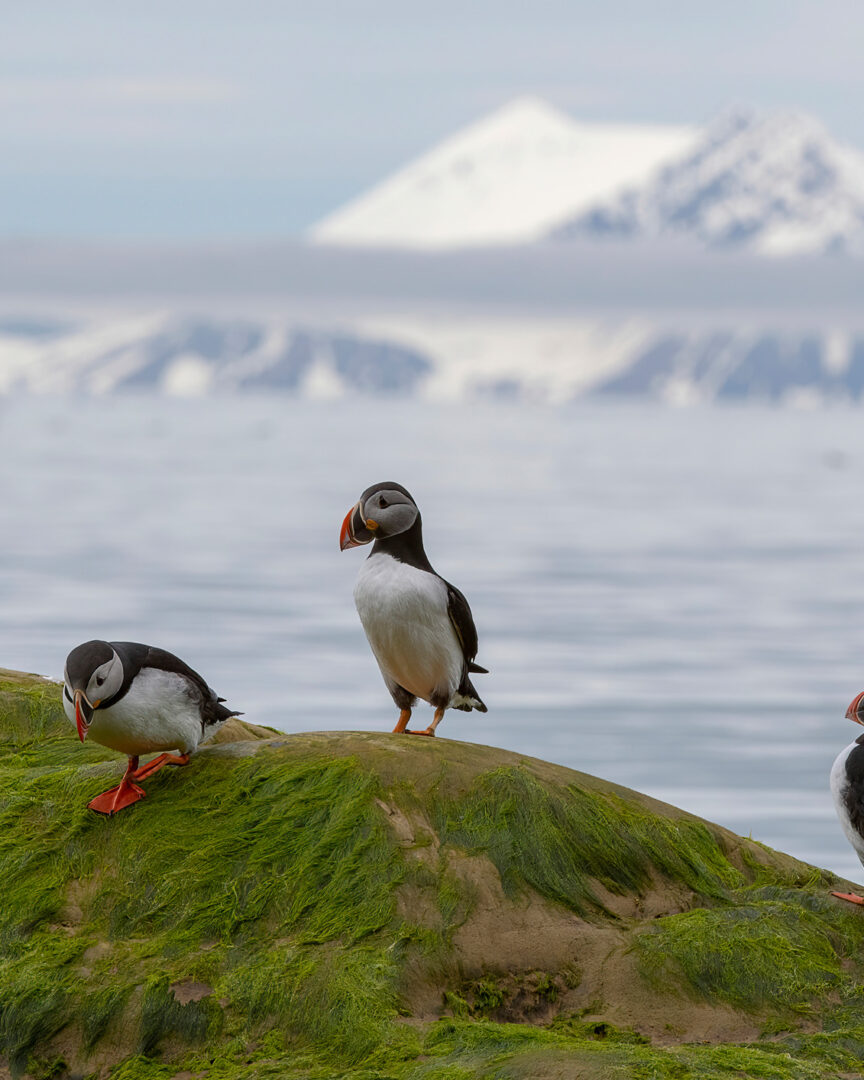 Isafjord Radio : Zodiac, oiseaux et terres sauvages