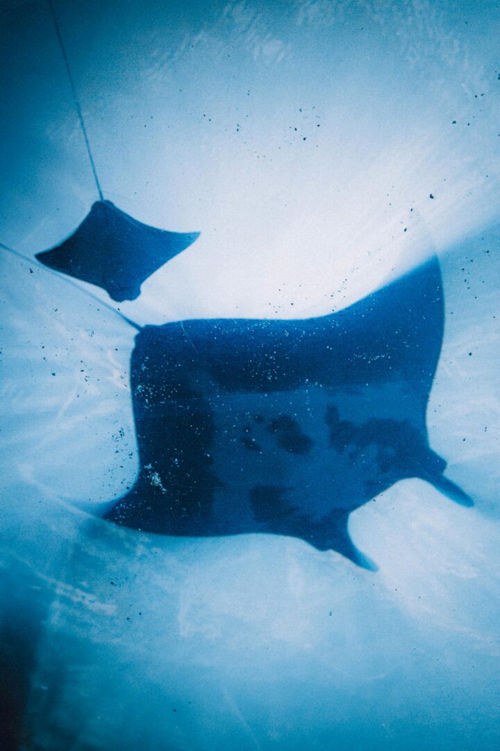 Bora Bora : Dans les yeux des raies manta 