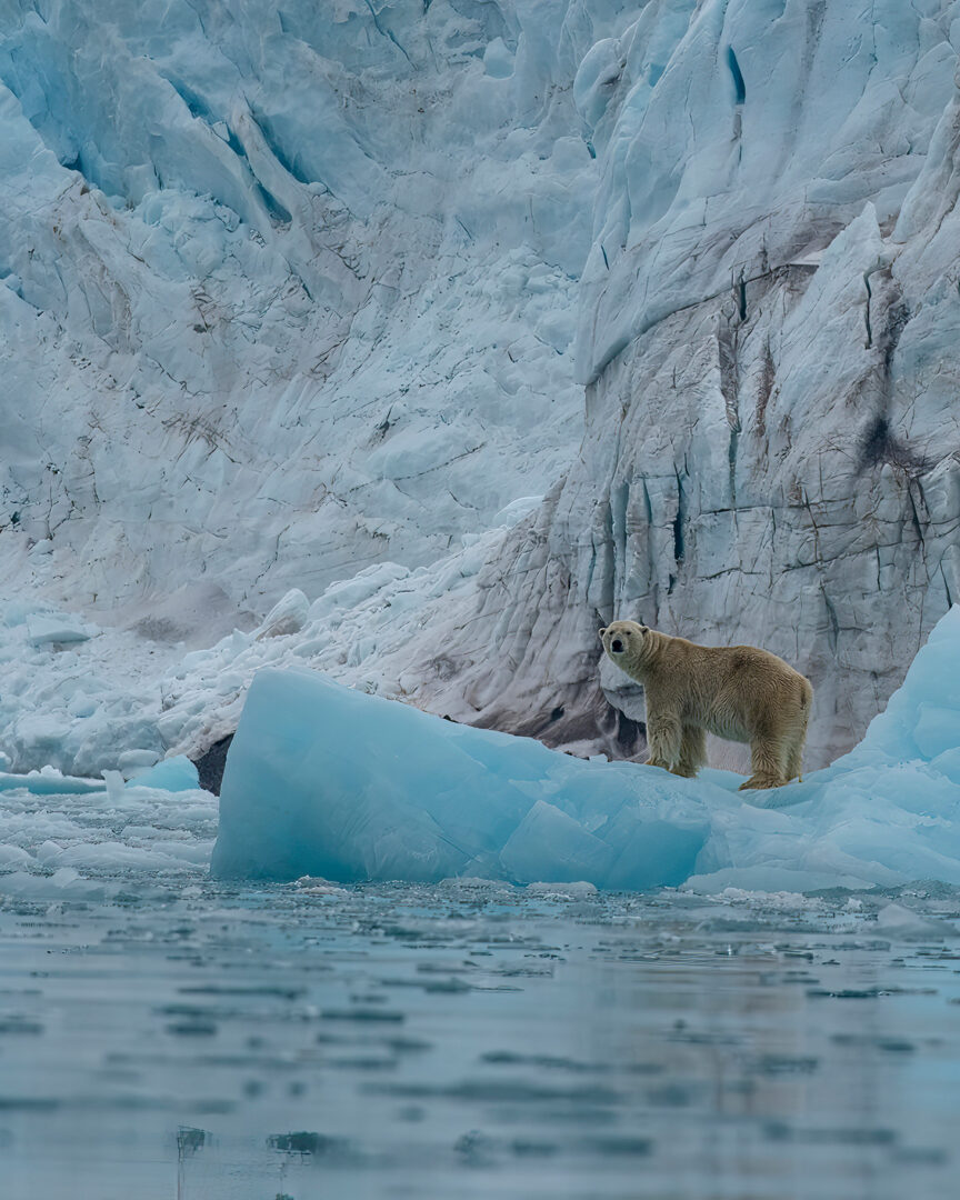 Glacier Tuna : La majesté de l’Arctique