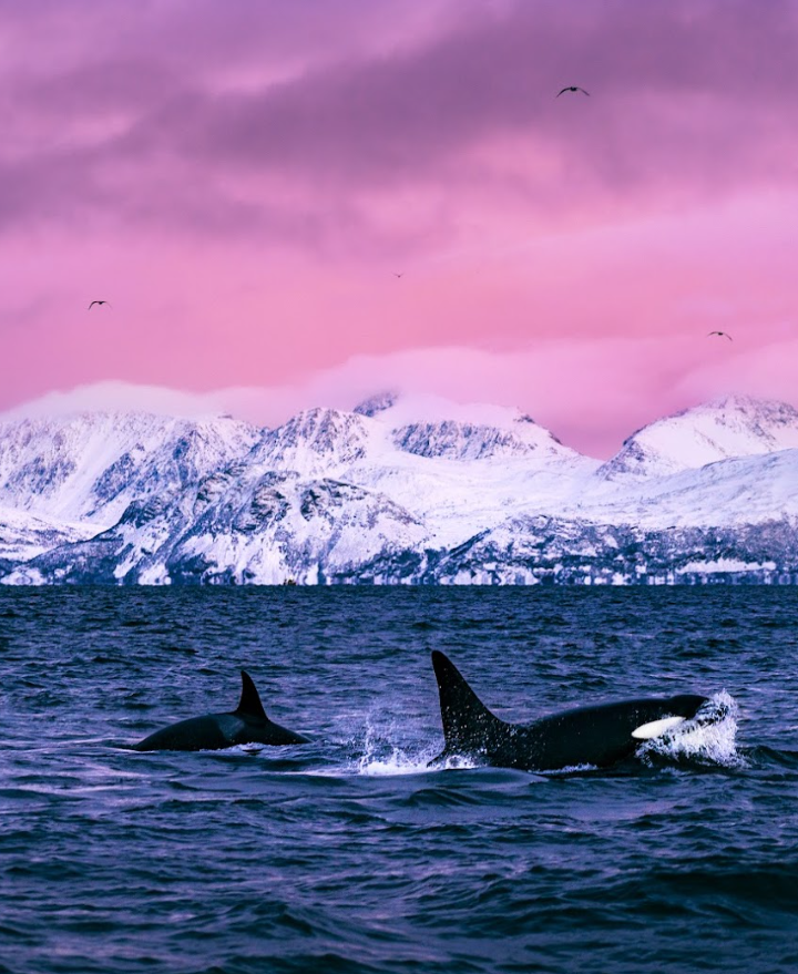 Péninsule de Lyngen : Rencontre avec les géants des mers