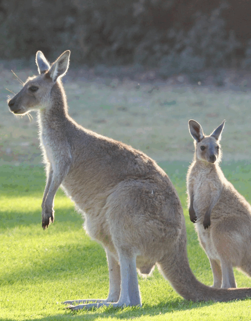 De Sydney à Kangaroo Island : Wildlife et lodge d’exception 