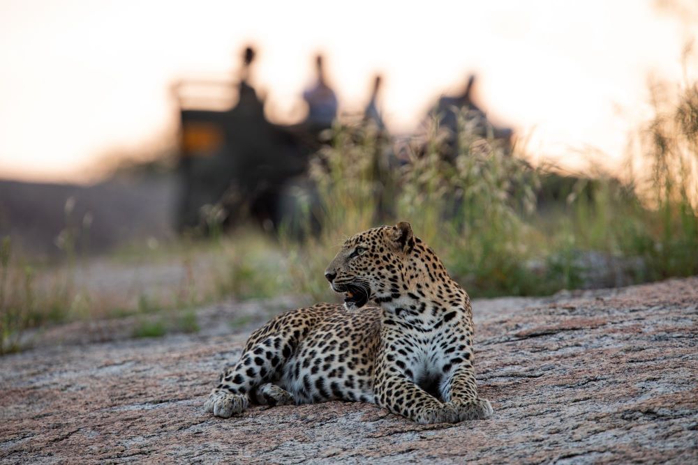 Observation léopard à Sujan Jawai au Rajasthan lors d'un voyage sur mesure avec VIP Partners