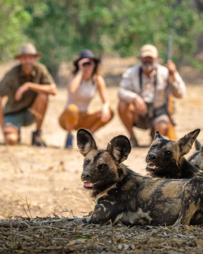 observation des lycaons à pied en safari à Mana Pools au ZImbabwe en voyage sur mesure avec VIP Partners