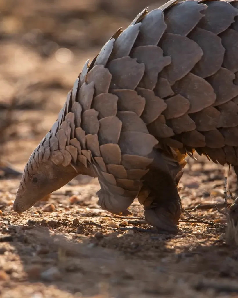 Observation du pangolin en safari à Okonjima lors d'un voyage sur mesure en Namibie avec VIP Partners